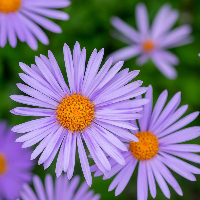 Aster