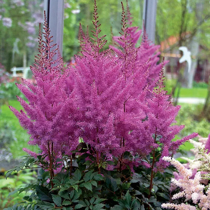 Astilbe