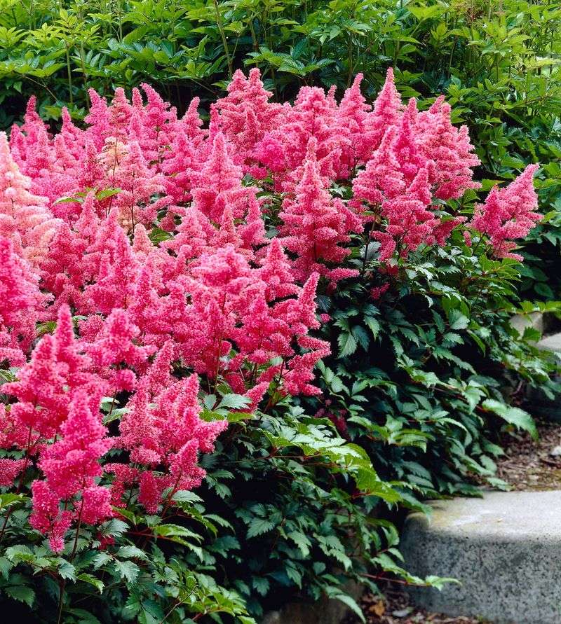 Astilbe