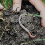 Astonishing Earthworm Discovery Could Revolutionize Agriculture