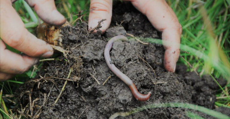 Astonishing Earthworm Discovery Could Revolutionize Agriculture