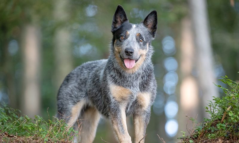 Australian Cattle Dog