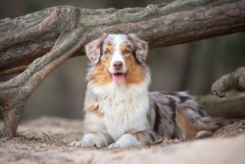 Australian Shepherd