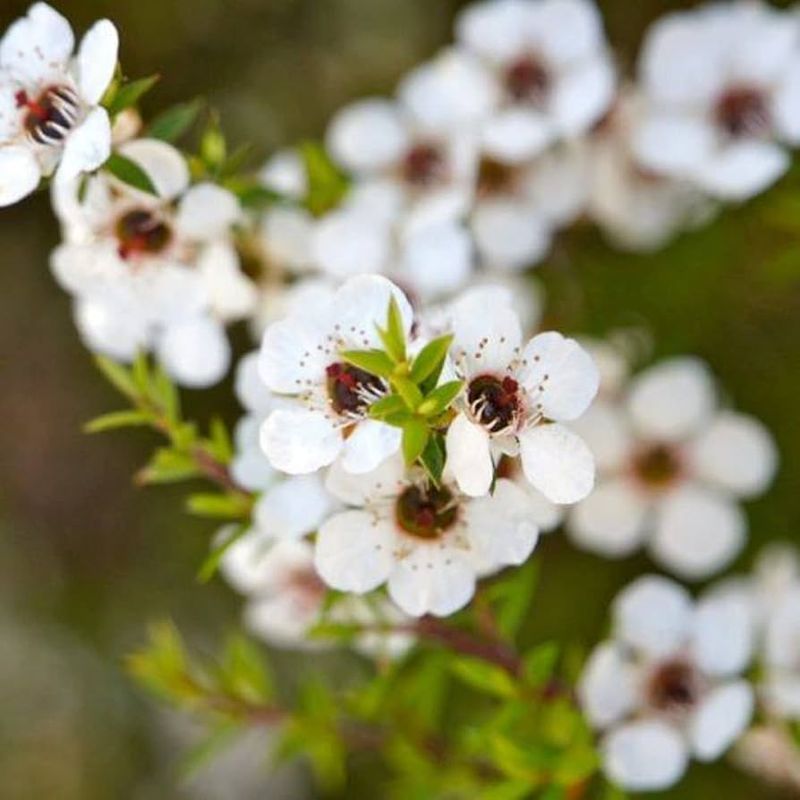 Australian Tea Tree (Leptospermum scoparium)