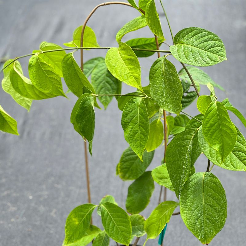 Ayahuasca (Banisteriopsis caapi)