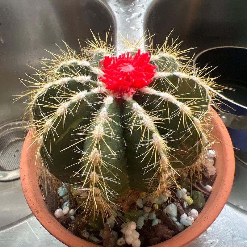 Ball Cactus (Parodia Magnifica)