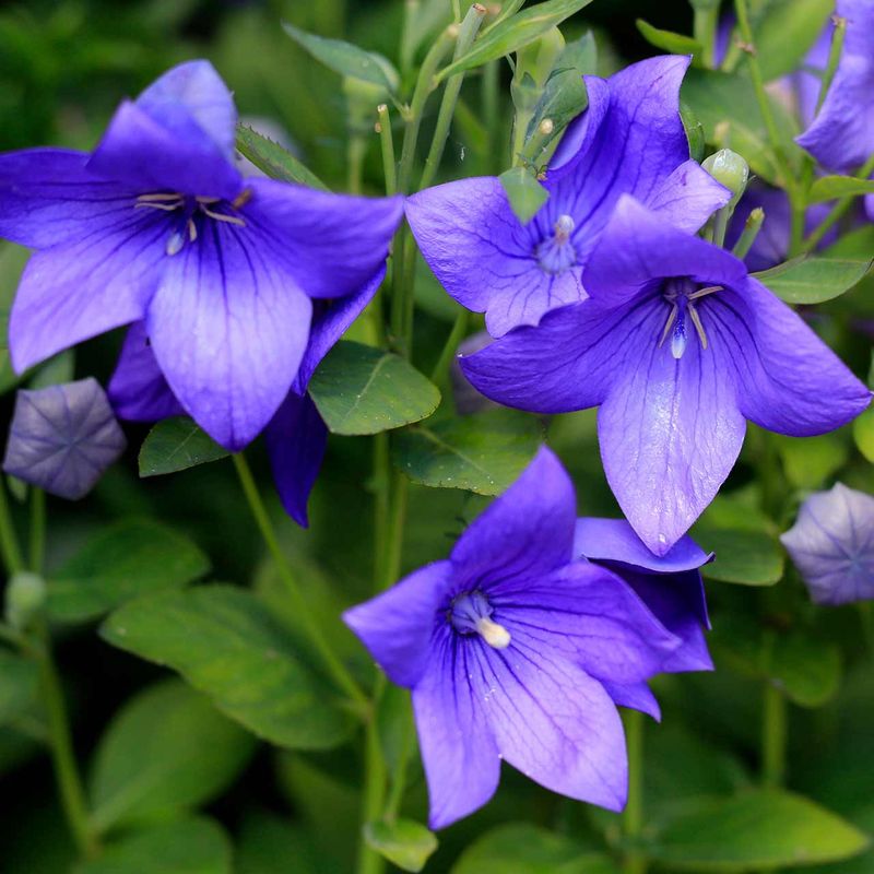 Balloon Flower (Platycodon)