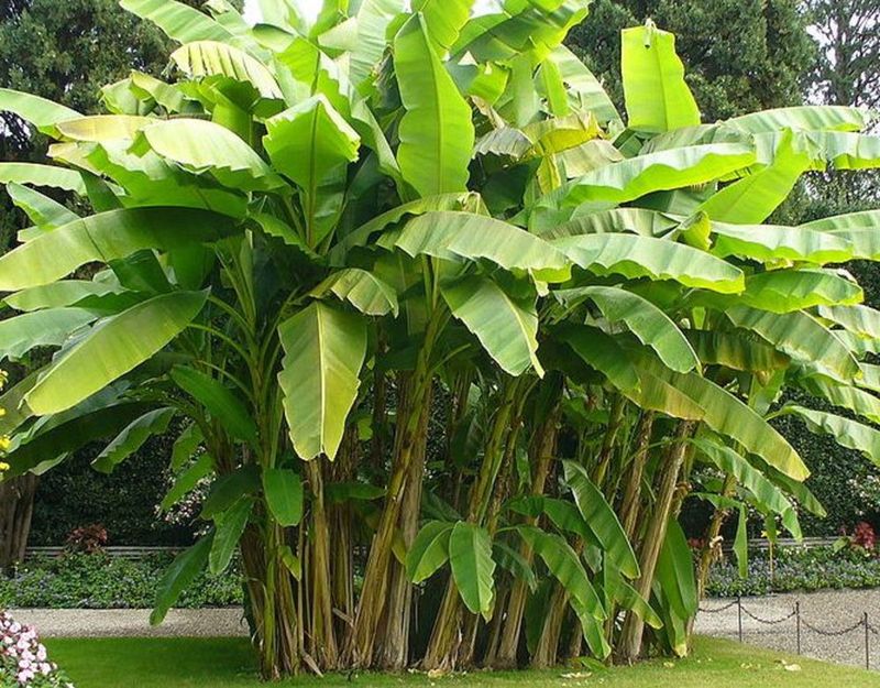 Bananas Grow on Trees