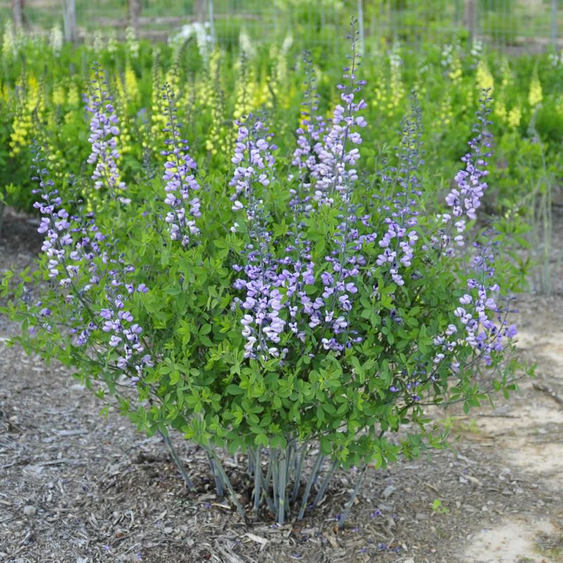 Baptisia