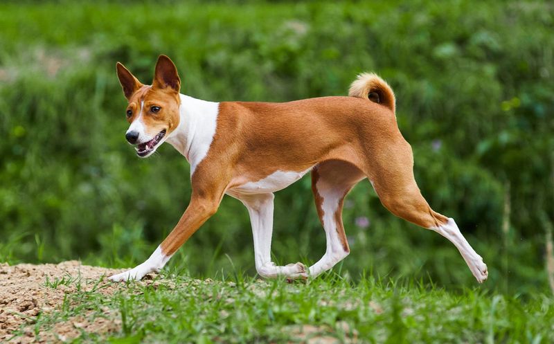 Basenji