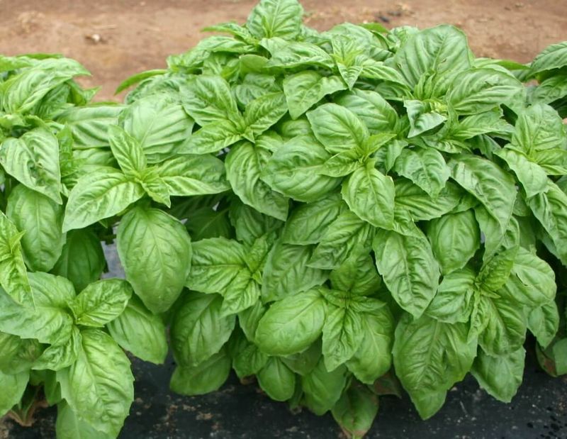 Basil