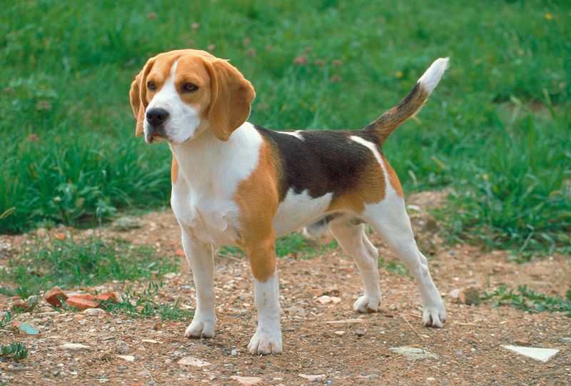 Beagle