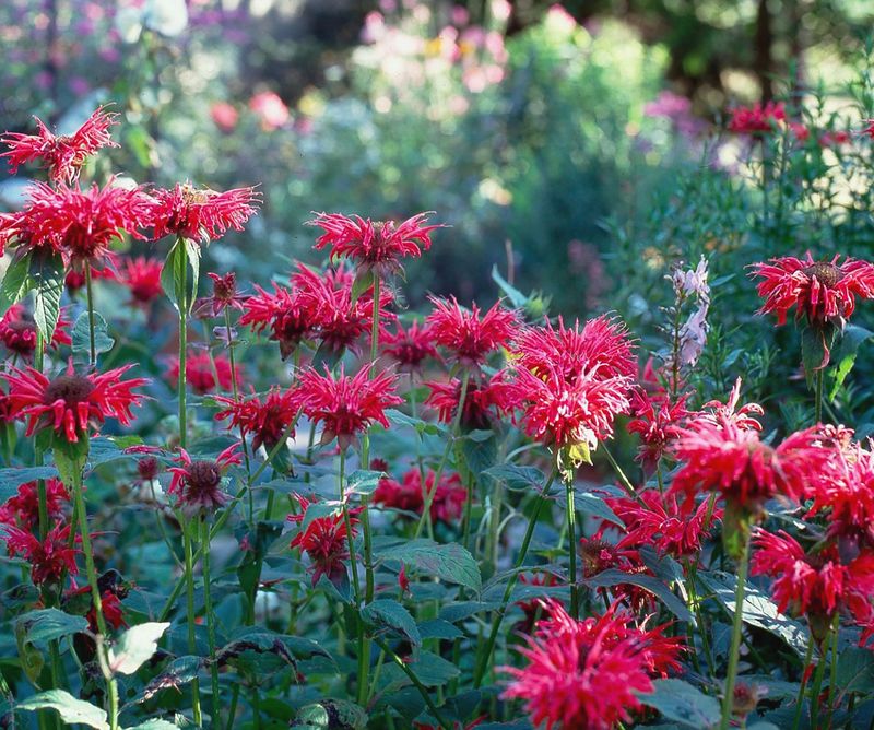 Bee Balm