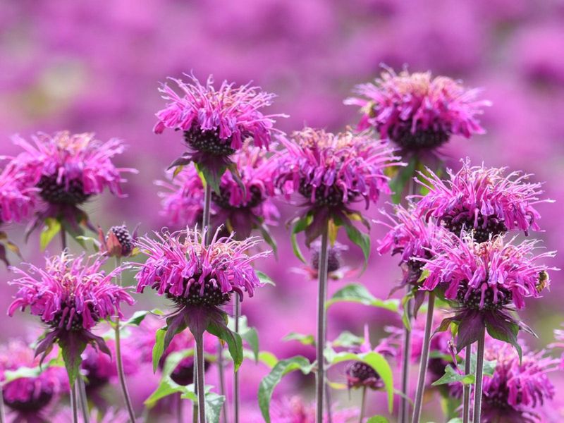 Bee Balm (Monarda)