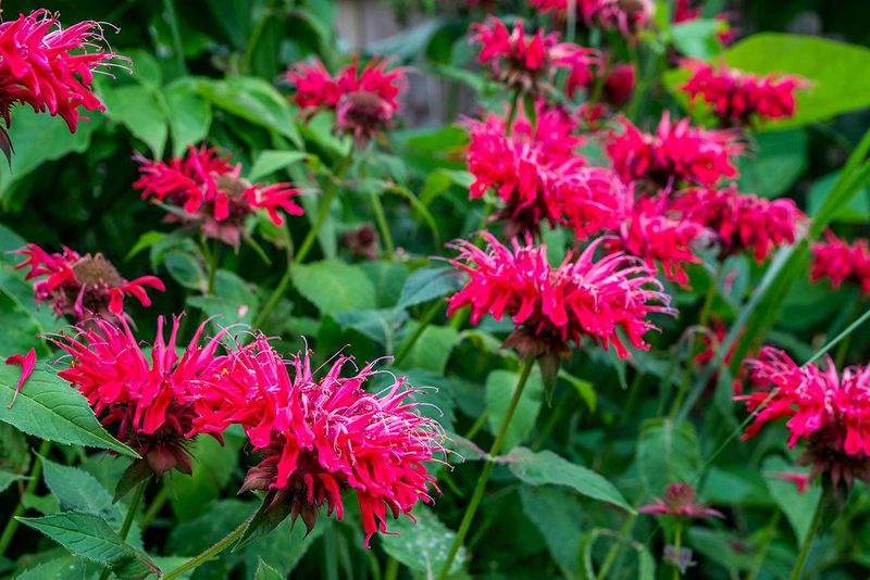 Bee Balm