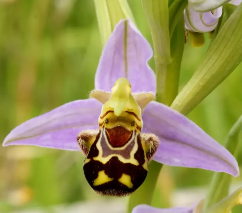 Bee Orchid