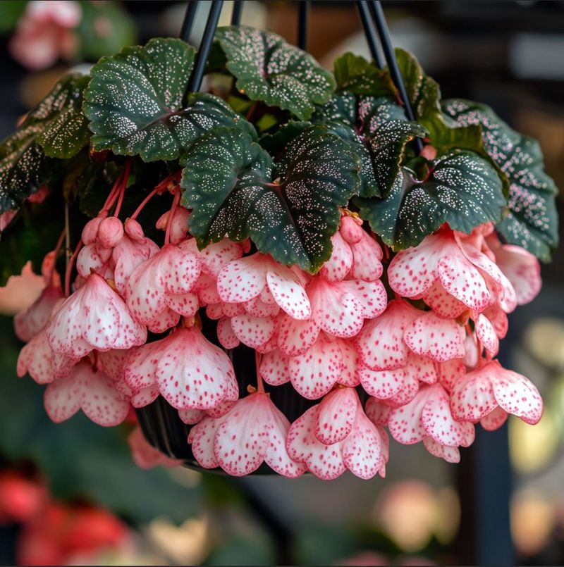 Begonia