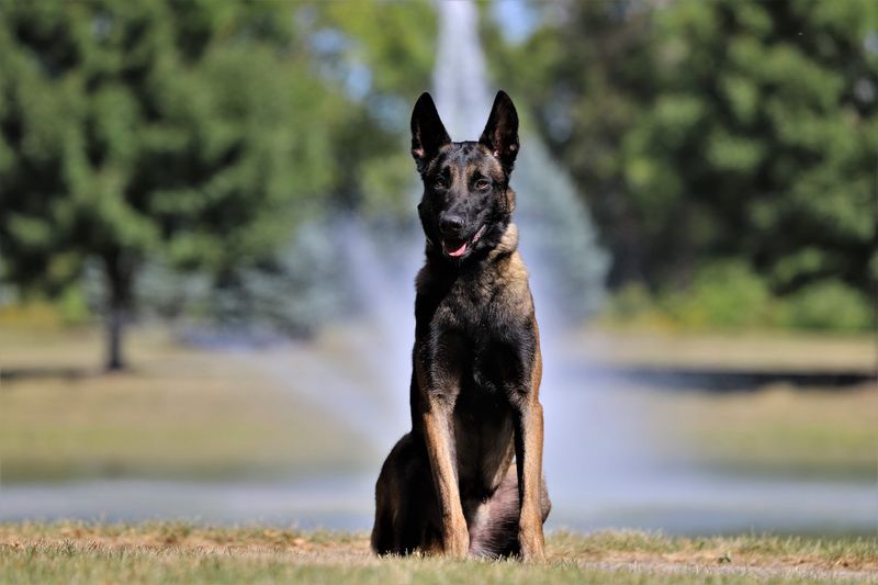 Belgian Malinois