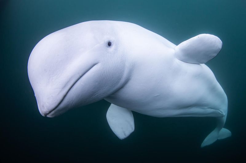 Beluga Whale