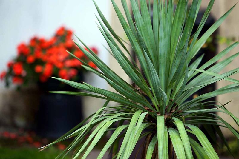 Benefits of Yucca Plants