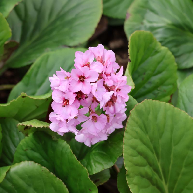 Bergenia