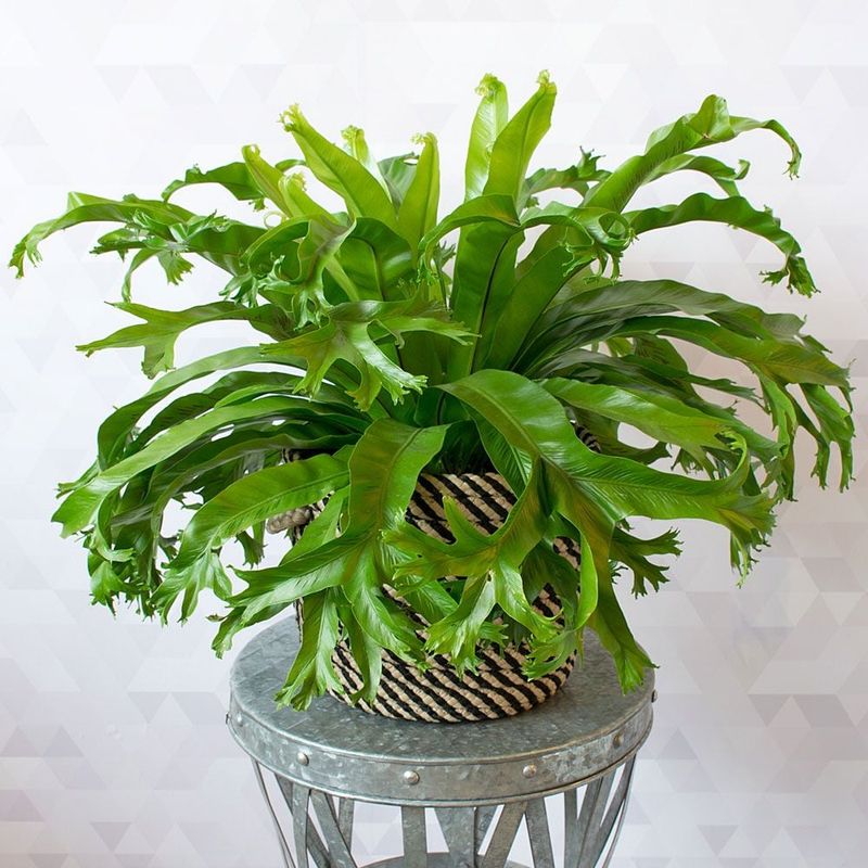 Bird's Nest Fern