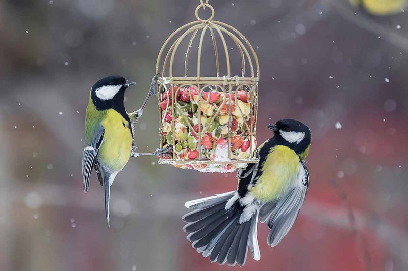 Bird Feeders for Wildlife