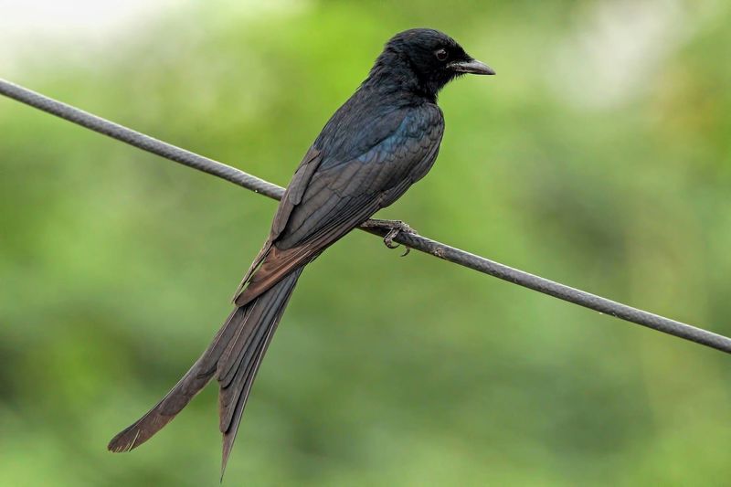 Black Drongo