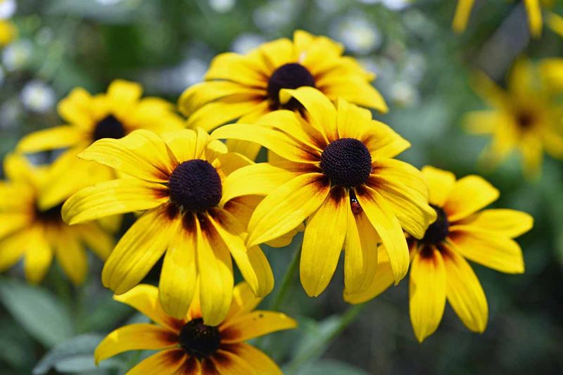 Black-Eyed Susan (Rudbeckia hirta)