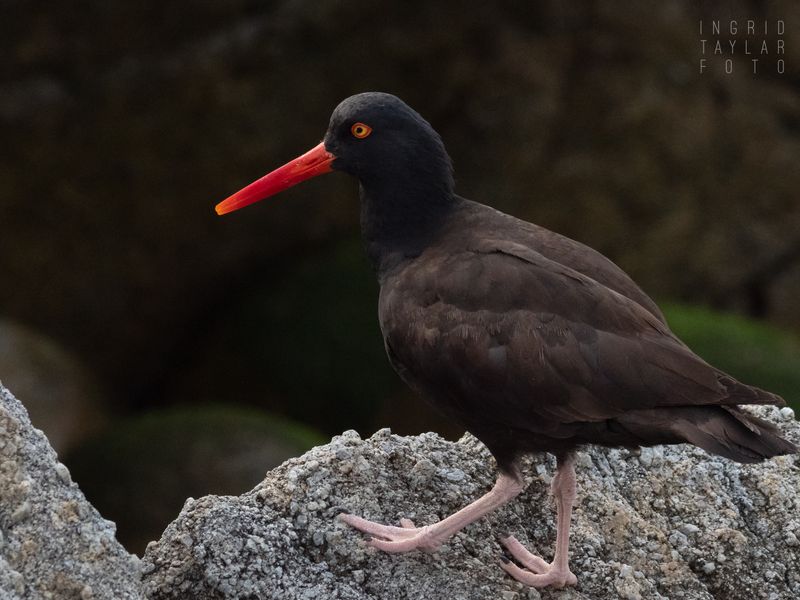 Black Oystercatcher