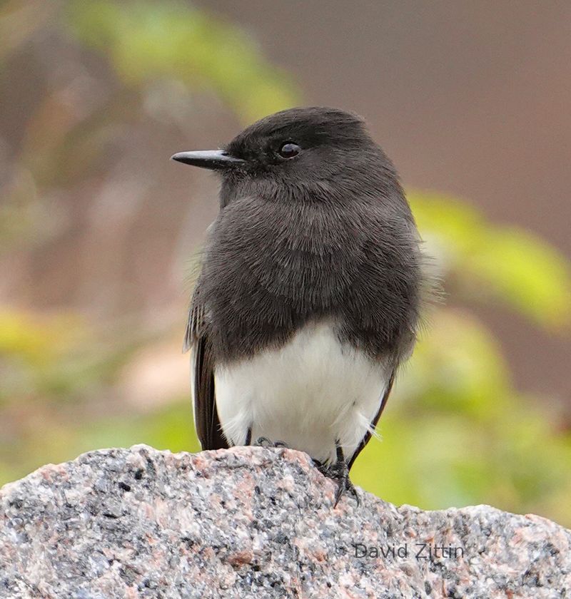 Black Phoebe