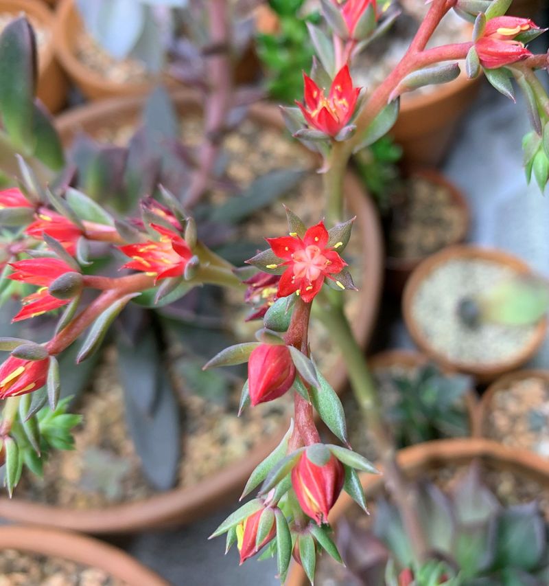 Black Prince (Echeveria ‘Black Prince’)