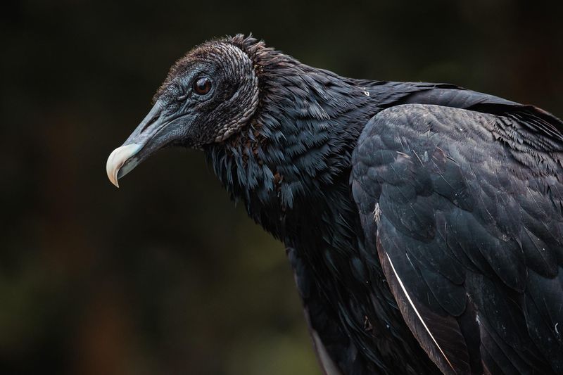 Black Vulture