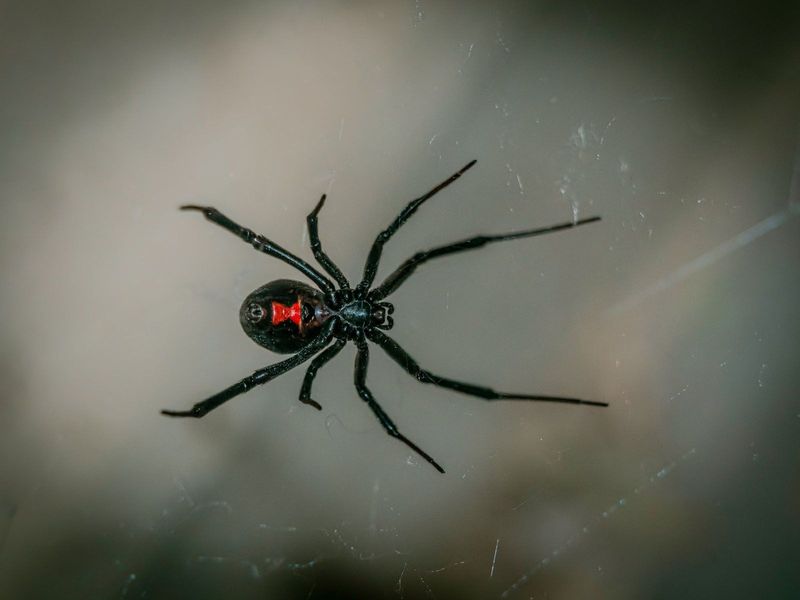 Black Widow Spider