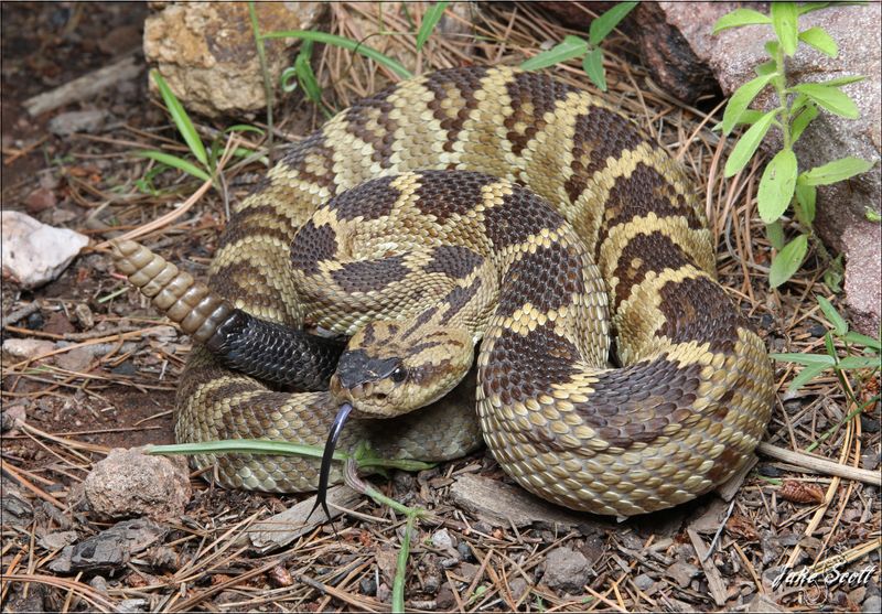 Black-tailed Rattlesnake