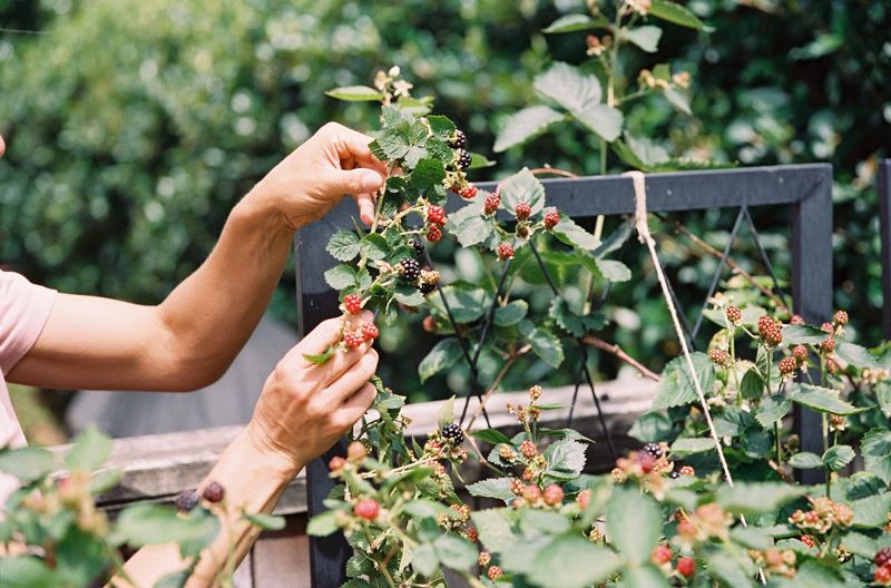 Blackberries