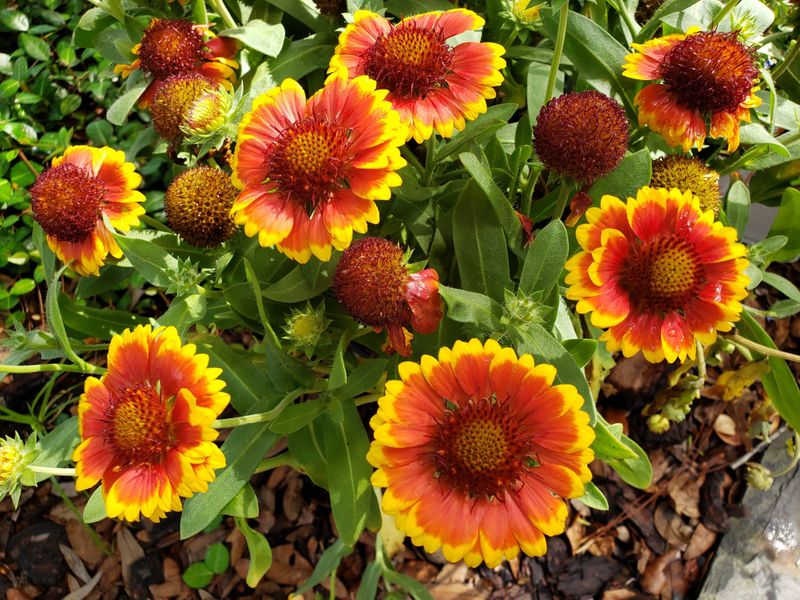 Blanket Flower (Gaillardia)