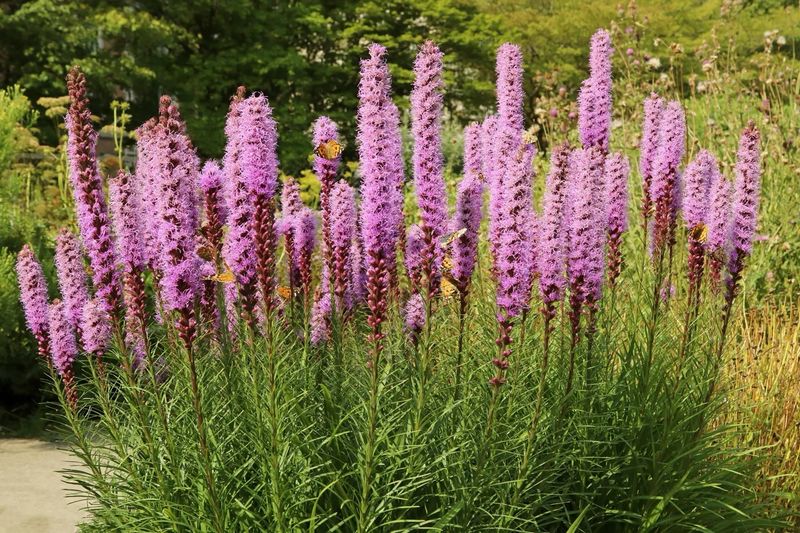 Blazing Star (Liatris spicata)