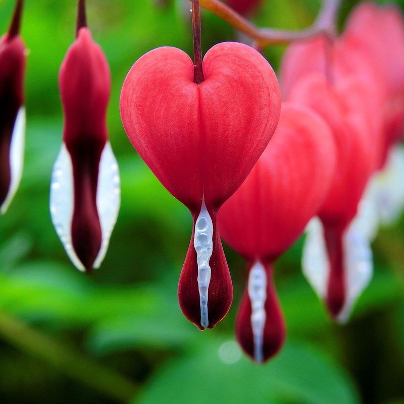 Bleeding Heart