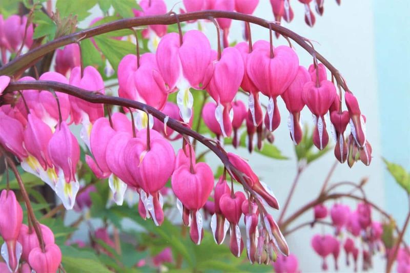 Bleeding Hearts