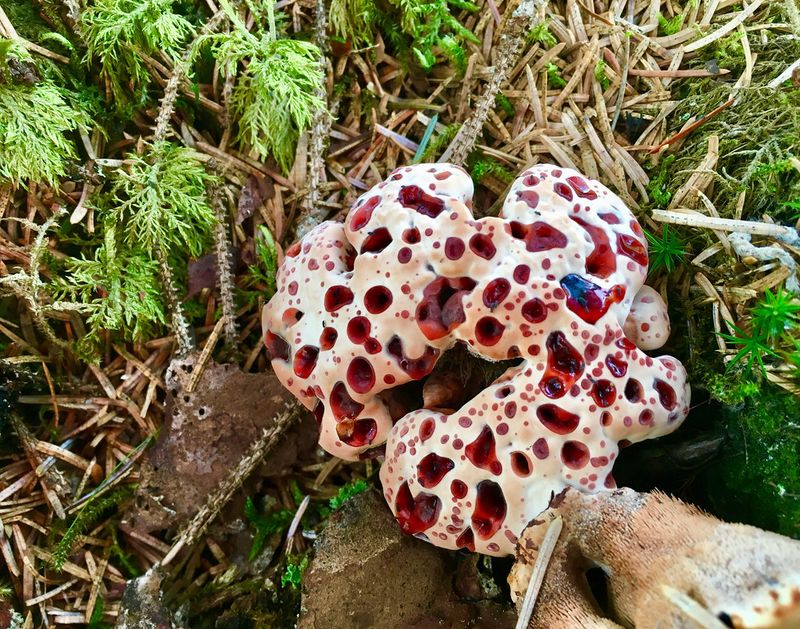 Bleeding Tooth Fungus