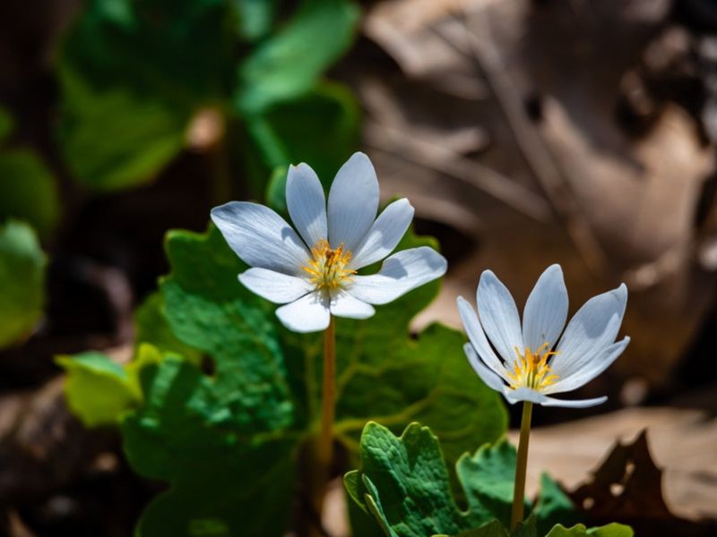 Bloodroot