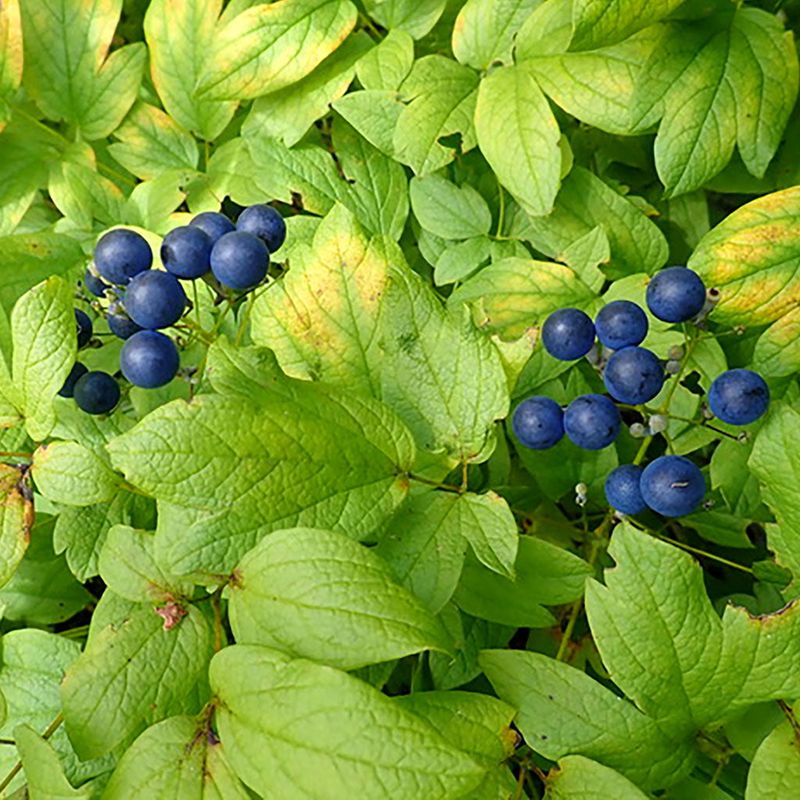 Blue Cohosh