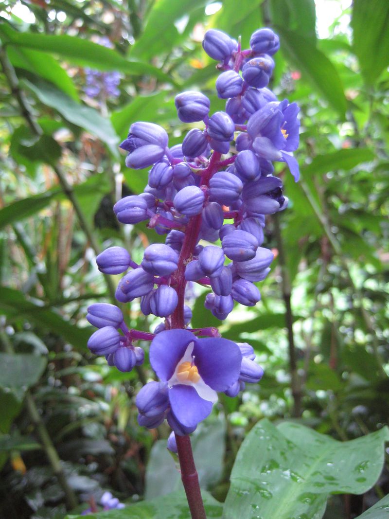 Blue Ginger (Dichorisandra thyrsiflora)