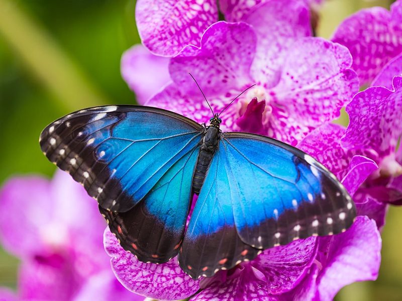 Blue Morpho