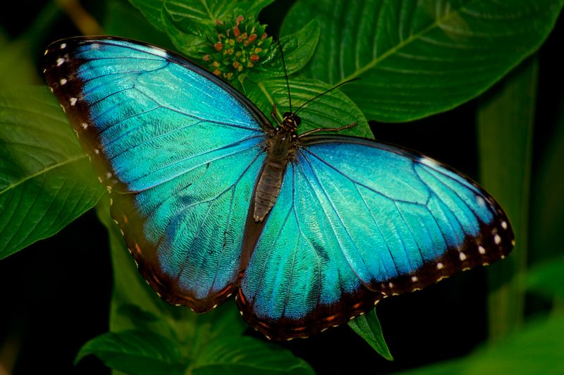 Blue Morpho Butterfly