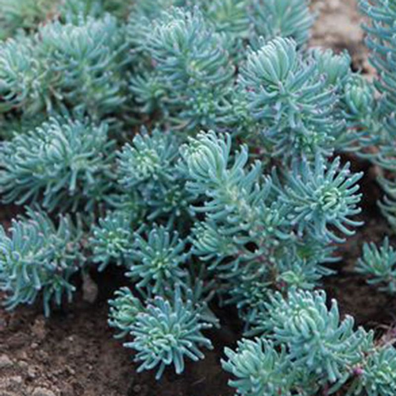 Blue Spruce Sedum