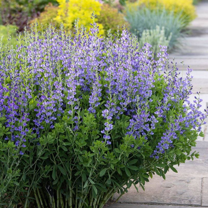 Blue Wild Indigo