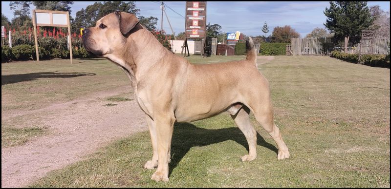 Boerboel