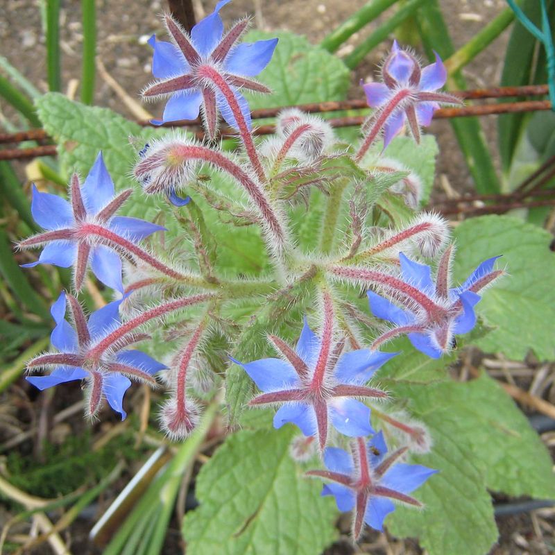 Borage